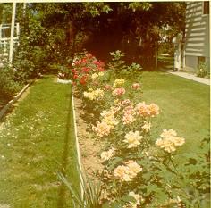 Omer's Garden